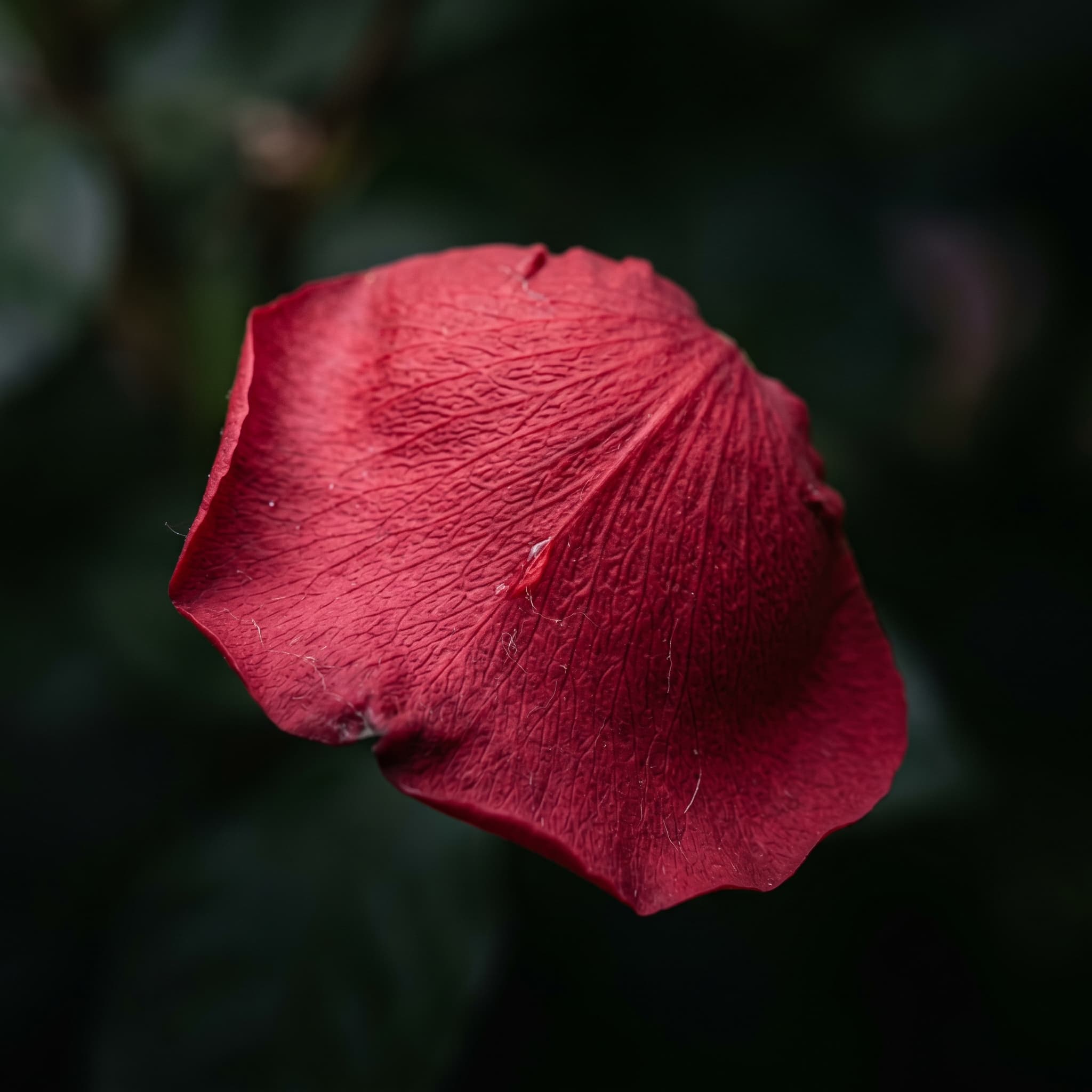 Hyper-realistic image of a single, vibrant red rose petal, slightly unfurling. The velvety texture and the delicate veins are sharply defined against a soft, dark background.